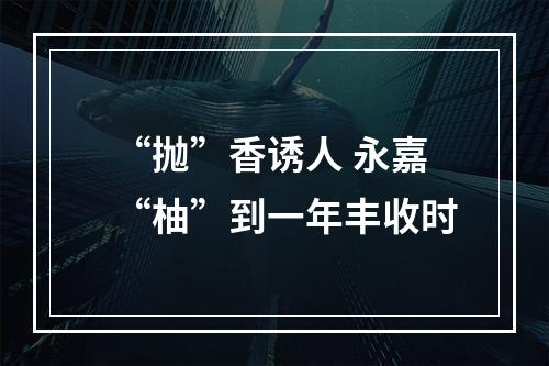 “抛”香诱人 永嘉“柚”到一年丰收时