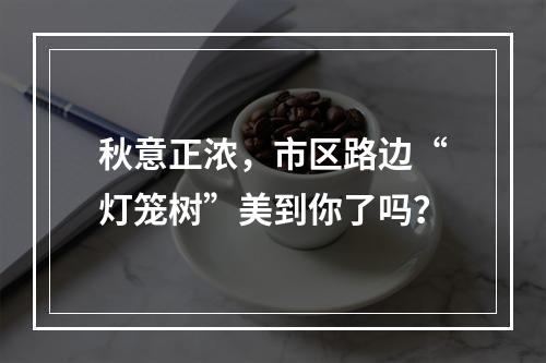 秋意正浓，市区路边“灯笼树”美到你了吗？