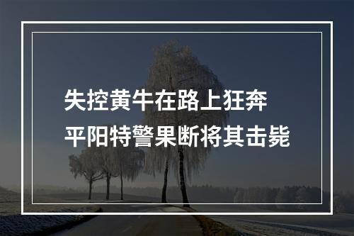 失控黄牛在路上狂奔 平阳特警果断将其击毙
