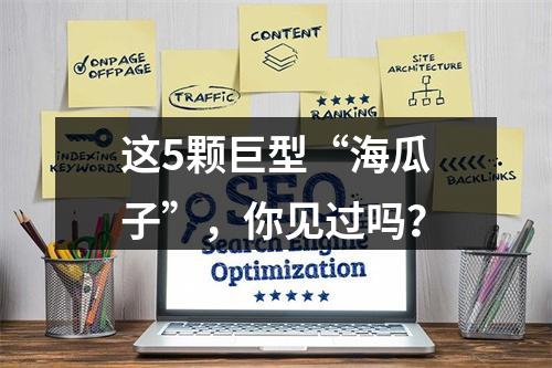 这5颗巨型“海瓜子”，你见过吗？