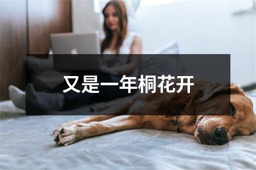 又是一年桐花开