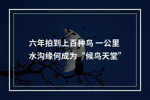 六年拍到上百种鸟 一公里水沟缘何成为“候鸟天堂”