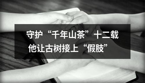 守护“千年山茶”十二载 他让古树接上“假肢”