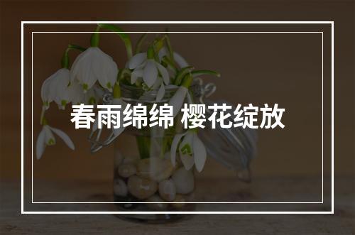 春雨绵绵 樱花绽放