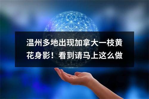 温州多地出现加拿大一枝黄花身影！看到请马上这么做