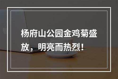 杨府山公园金鸡菊盛放，明亮而热烈！