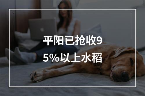平阳已抢收95%以上水稻