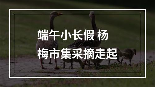 端午小长假 杨梅市集采摘走起