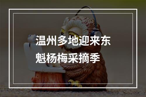 温州多地迎来东魁杨梅采摘季