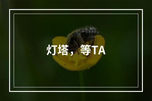 灯塔，等TA