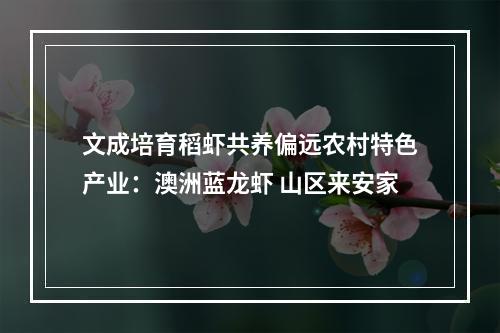 文成培育稻虾共养偏远农村特色产业：澳洲蓝龙虾 山区来安家