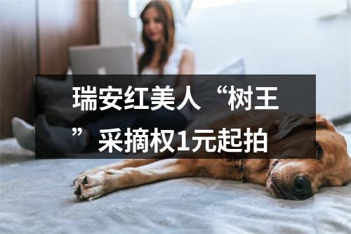 瑞安红美人“树王”采摘权1元起拍