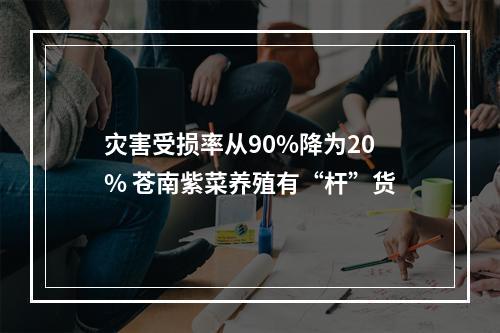 灾害受损率从90%降为20% 苍南紫菜养殖有“杆”货