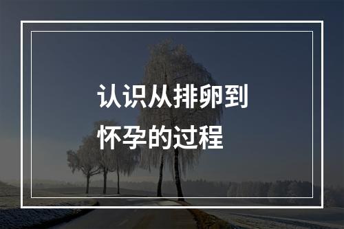 认识从排卵到怀孕的过程