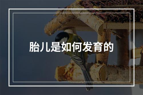 胎儿是如何发育的