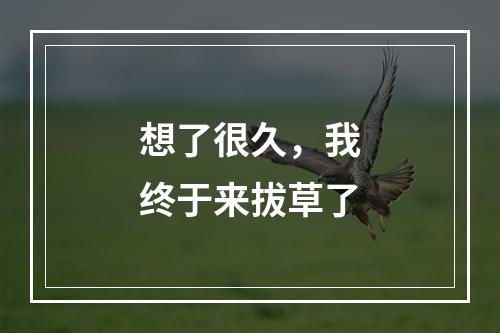 想了很久，我终于来拔草了