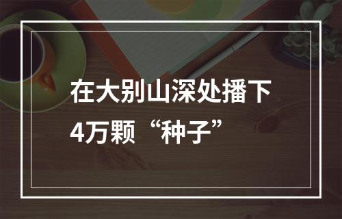 在大别山深处播下4万颗“种子”