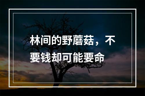 林间的野蘑菇，不要钱却可能要命