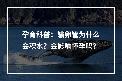 孕育科普：输卵管为什么会积水？会影响怀孕吗？