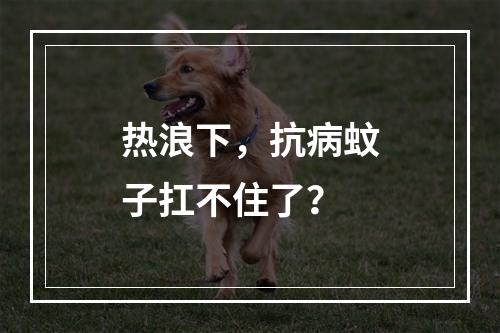 热浪下，抗病蚊子扛不住了？