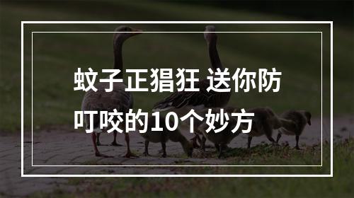 蚊子正猖狂 送你防叮咬的10个妙方