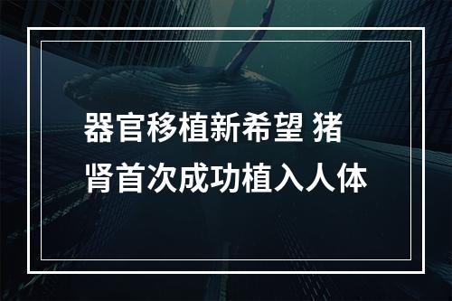 器官移植新希望 猪肾首次成功植入人体