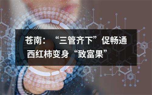 苍南：“三管齐下”促畅通 西红柿变身“致富果”