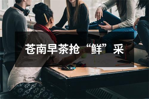 苍南早茶抢“鲜”采