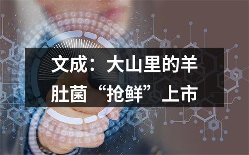 文成：大山里的羊肚菌“抢鲜”上市