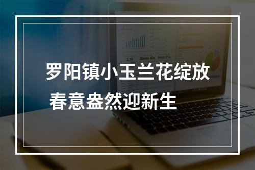 罗阳镇小玉兰花绽放 春意盎然迎新生