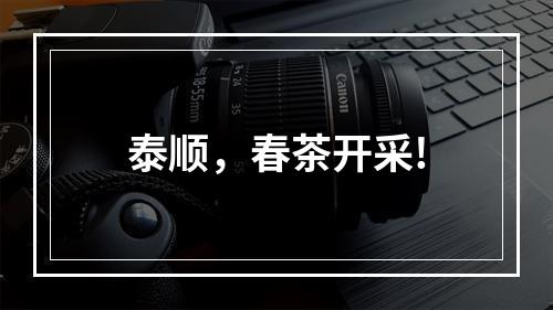 泰顺，春茶开采!