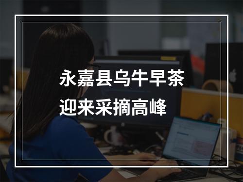 永嘉县乌牛早茶迎来采摘高峰