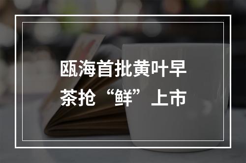瓯海首批黄叶早茶抢“鲜”上市