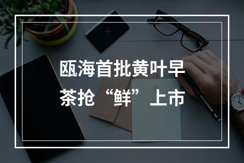 瓯海首批黄叶早茶抢“鲜”上市
