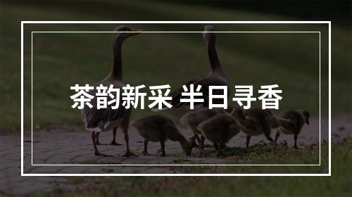 茶韵新采 半日寻香