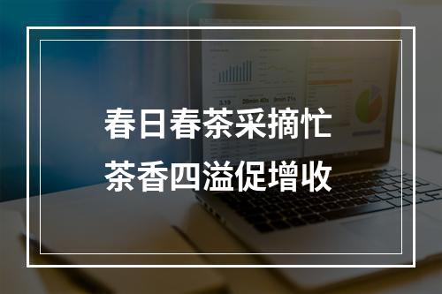 春日春茶采摘忙 茶香四溢促增收