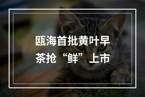 瓯海首批黄叶早茶抢“鲜”上市