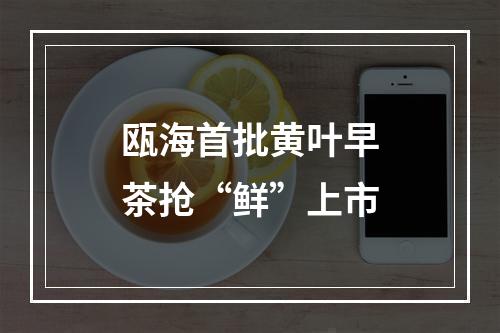 瓯海首批黄叶早茶抢“鲜”上市