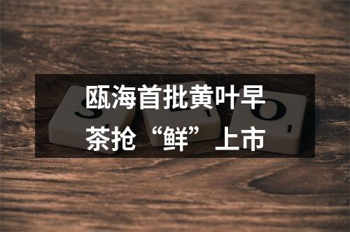 瓯海首批黄叶早茶抢“鲜”上市