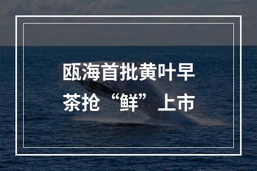 瓯海首批黄叶早茶抢“鲜”上市