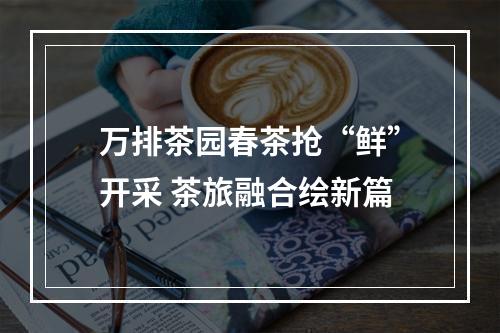 万排茶园春茶抢“鲜”开采 茶旅融合绘新篇