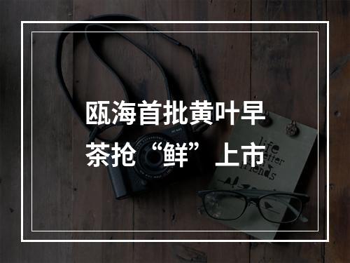 瓯海首批黄叶早茶抢“鲜”上市