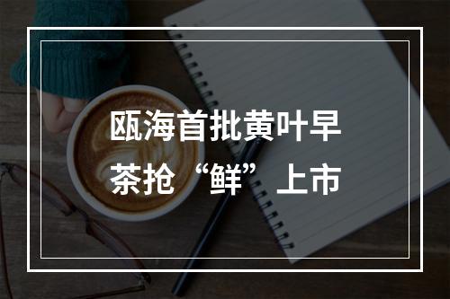 瓯海首批黄叶早茶抢“鲜”上市