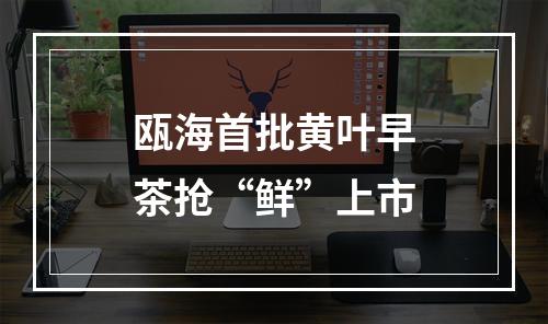 瓯海首批黄叶早茶抢“鲜”上市
