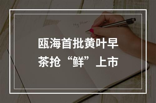 瓯海首批黄叶早茶抢“鲜”上市