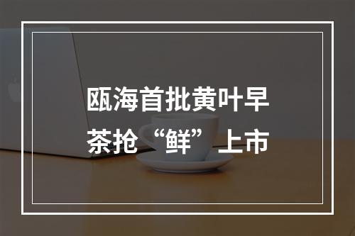 瓯海首批黄叶早茶抢“鲜”上市