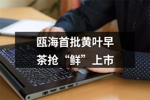 瓯海首批黄叶早茶抢“鲜”上市