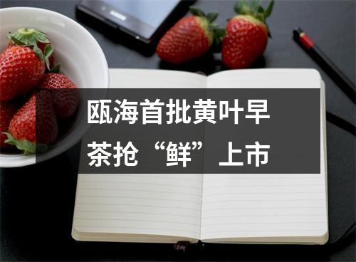 瓯海首批黄叶早茶抢“鲜”上市