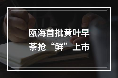 瓯海首批黄叶早茶抢“鲜”上市