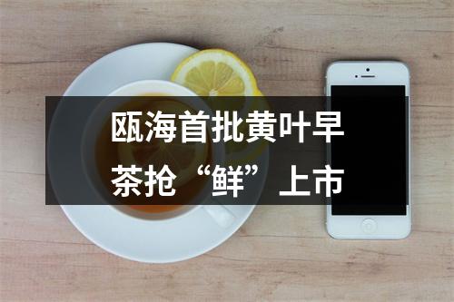瓯海首批黄叶早茶抢“鲜”上市